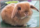 Sawyerbun1.jpg