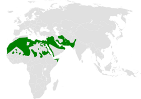 صورة معبرة عن الموضوع قبرة هدهدية