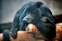 Alouatta-caraya ppia-m01b.jpg