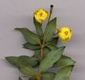 B. gagnepainii, flowers, 7 mm (1⁄4 in) wide