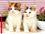 Cat.jpeg