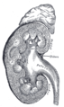 Vertical section of kidney.