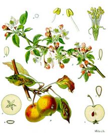 Botanical illustration