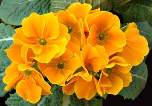 Primula aka.jpg