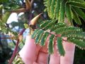 Acacia cornigera
