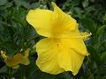 Yellow Hibiscus in Joplin, Missouri.