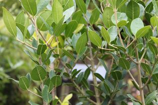 Chionanthus foveolatus leaves