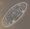 Paramecium.jpg