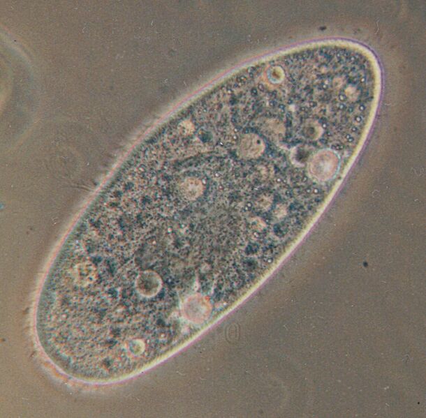 ملف:Paramecium.jpg
