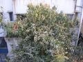 Mature Mangifera indica after annual flowering, note the budding fruits and residual flowers.
