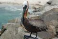 Pelican Brown122.JPG