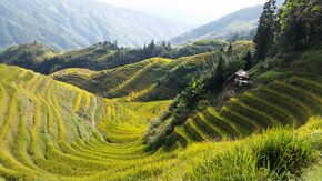 Ping'an rizière.jpg