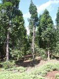 Agathis lanceolata.jpg