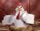 Claychick.jpg