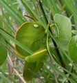 Hooded Grasshopper Teratodus monticollis, superbly mimics a leaf with a bright orange border