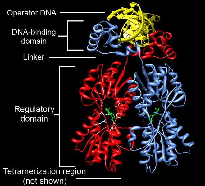 ملف:LacI Dimer Structure Annotated.png