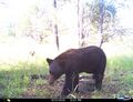 Ursus americanus machetes.jpg