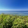 Lake St. Clair from Lake St. Clair Metropark in 2025, with Foxtail Grass in the foreground.