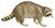 Common raccoon
