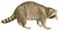 Common raccoon