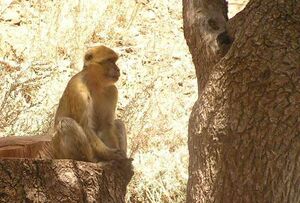 Barbary Macaque of Djurdjura National Park (Algeria).jpg