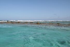 Close-up view of the reef