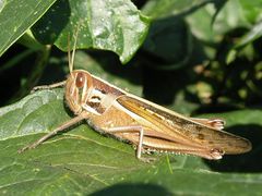 Patanga japonica.jpg