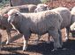 Corriedale sheep.JPG