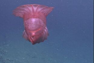 Benthopelagic sea cucumbers can lift off the seafloor and journey as much as 1،000 m (3،300 ft) up the water column