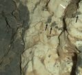 "Garden City" rock - closeup – as viewed by the MAHLI camera on the Curiosity rover (March 2, 2015).