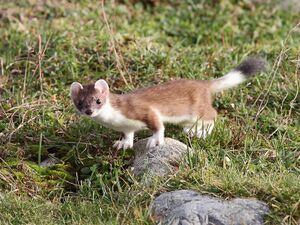 Røyskatt (Mustela erminea erminea), Lista, Norway.jpg