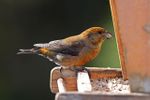 Red Crossbill - male (7246625328).jpg
