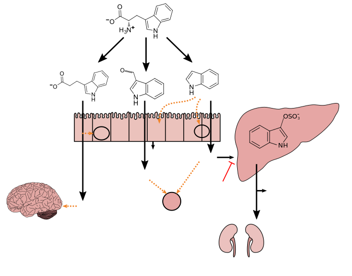 ملف:Microbiota-derived 3-Indolepropionic acid-notext.svg