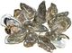 Pacific oysters 01 .jpg