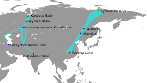 SiberianCrane.svg