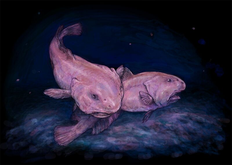 ملف:Two Psychrolutes marcidus.jpg