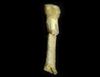 Homo luzonensis metatarsal.jpg