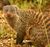 Mongoose.jpg