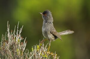 Marmora's Warbler - Sardinia - Italy S4E1036.jpg