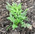 V. officinalis foliage