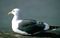 Bird.jpg