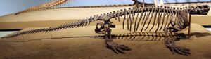 Casea FMNH.jpg