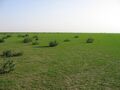 Hafar Al-Batin in Spring 002.JPG