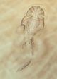 Phyllolepis12DB.jpg