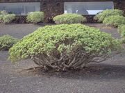 Euphorbia balsamifera
