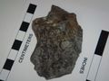Archeocyathids.JPG