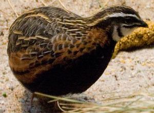Coturnix delegorguei.jpg