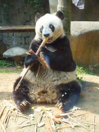 福州熊猫世界-熊猫巴斯03.jpg
