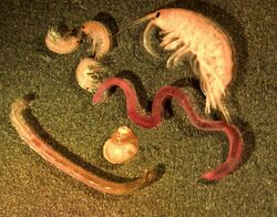 Benthic GLERL 1.jpg