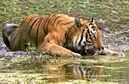 Huge tiger.jpg